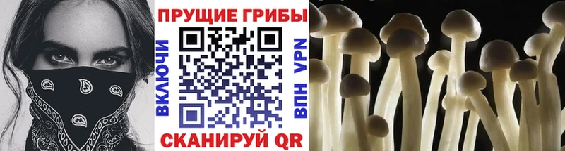 Псилоцибиновые грибы ЛСД  Купить  Высоцк 